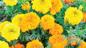 Control of leaf miner in marigold