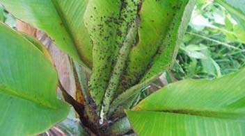 Control of Aphid in Banana