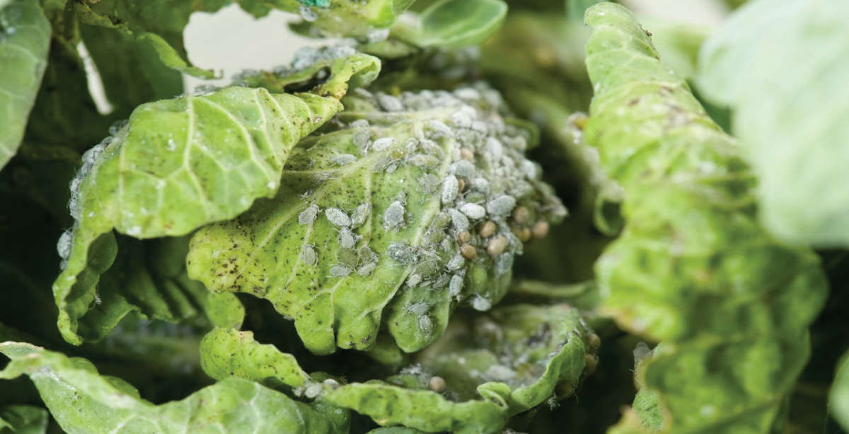 Control of aphids in cabbage cultivated in organic farming