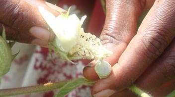 Cotton growers be alert those engaging in cotton seed production