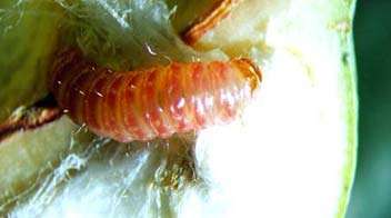 જીંડવા ને નુકસાન કરતી ઈયળ નું રસાયણિક નિયત્રણ