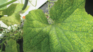 Control of spider mite in cucumber
