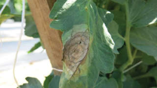 Prevention of early and late blight in tomatoes