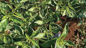 Effective control of thrips in chilli crop