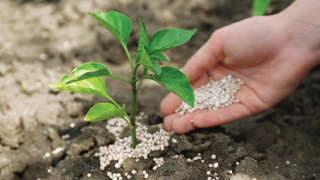 Methods to increase the efficiency of chemical fertilizers