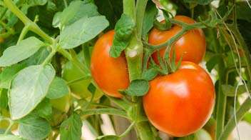 For maximizing size of tomato fruits