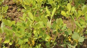 To prevent decrease in the yield of Groundnut, due to yellowing of leaves