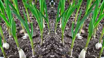 Simple tip for uniform germination in Garlic