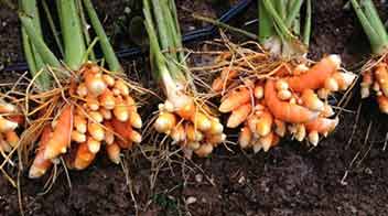 Improve rhizome quality of Ginger and Turmeric