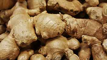Management practice to improve tuber growth in ginger and turmeric