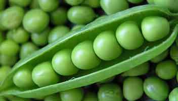 Pod borer in Green peas