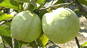 Important practices for improving fruit bearing capacity in guava