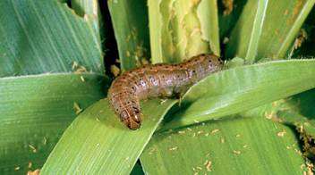 Have you ever seen this caterpillar in Maize crop?