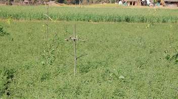 काबुली चने के खेत में "टी" नुमा लकड़ी स्थापित करें: