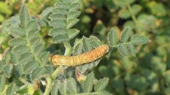 Is it observe this kind of larva in Chickpea crop?