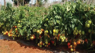 New Tomato Variety will produce 1400 Quintals Per Hectare!