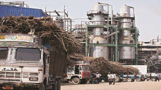 Sugar Production Down by 54% in First Two Months after Delayed Crushing