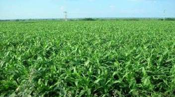 रबी फसलों की बुआई 600 लाख हेक्टेयर से अधिक