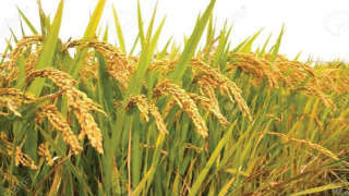 Central government tightens rice export rules