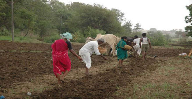 Sowing of Coarse Cereals along with Wheat Increased in Rabi