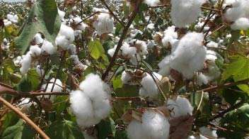 Exports of 10 lakh bales of cotton in first three months of season