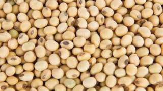 Soybean Imports Likely to Grow to 3 Lakh Tonnes