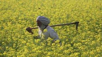 Government to Bring National Edible Oil Mission in Budget to Increase Oilseed Production