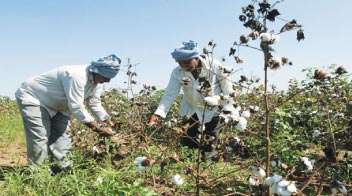 Cotton Production to Witness Increase by 13.62%