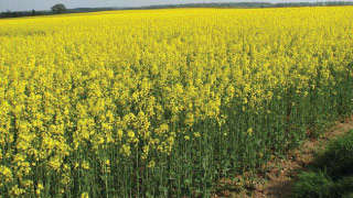 Farmers to increase the production of oilseeds - Sitharaman