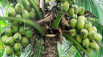 देश में नारियल उत्पादन चार साल में सबसे कम, बढ़े दाम