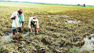 अधिक बारिश से देश में 64 लाख हेक्टेयर में फसल नुकसान : कृषि मंत्री