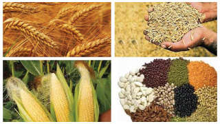Major crops forecast for the Kharif season 2019-20