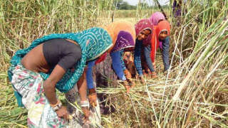 Modi government has taken steps to benefit women farmers by doubling their income
