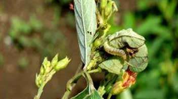 Control of larval attack in Tur