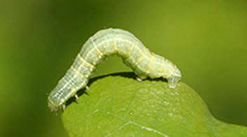 मक्का में हरी इल्ली का नियंत्रण कैसे करें