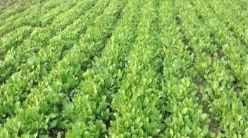 Usage of nutrients before plantation of vegetables