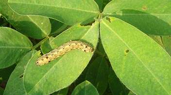 Manage the damage in Groundnut caused by leaf eating caterpillar
