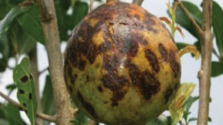 Management of bacterial blight disease in pomegranate