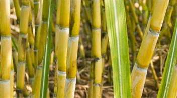 Management of stem borer insect in sugarcane