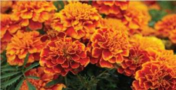 Management of Marigold cultivation