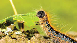Management of hairy leaf eating caterpillar in maize