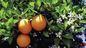 Managing nutrition in Oranges