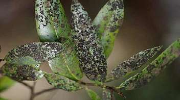 आम में माहू को नियंत्रित करें