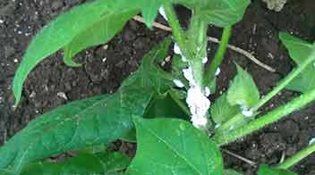 कपास की फसल में मिलीबग समस्या