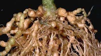 डाळींब मधील सुत्राकृमींचे नियंत्रण