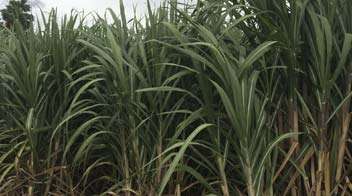 Nutrient management in sugar cane