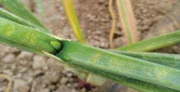 Onion Thrips Management