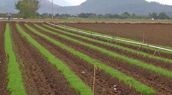 Information for healthy and vigorous growth of Onion nursery