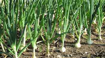 Onion crop management