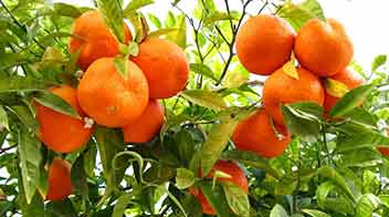 Mrig bahar in orange and their measures